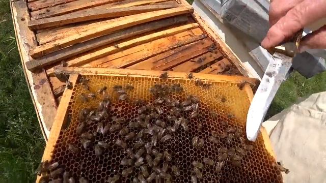 Пасека Лаврова. Отводки в начале мая. Когда начинать делать? смотреть онлайн