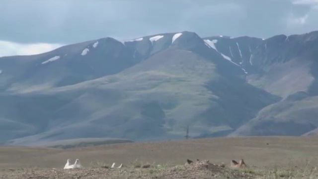 Алтай :: Верблюды смотреть онлайн