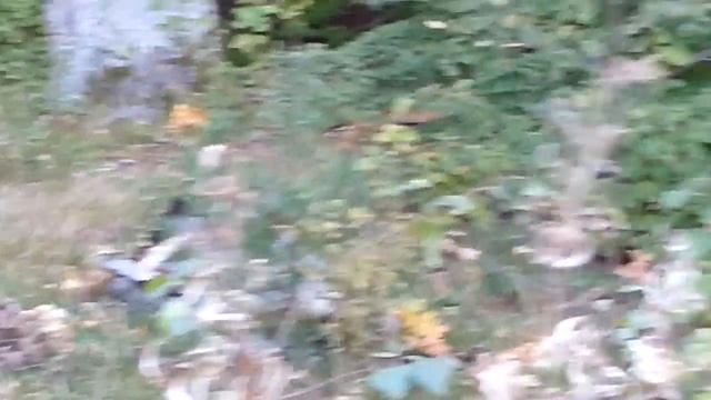 Путешествие в заброшенный лагерь "Солнечный берег" HD. vk.com/unostmk смотреть онлайн