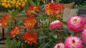 Roberta's 3-piece Enormous Dinner Plate Dahlias on QVC