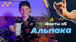 Альпака интересные факты