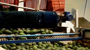 Why Avocados Will Forever Be Expensive