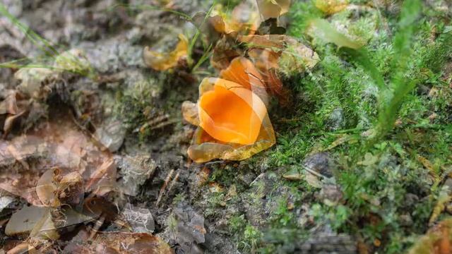 Aleuria aurantia