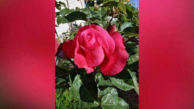 День медика. Детские рисунки смотреть онлайн