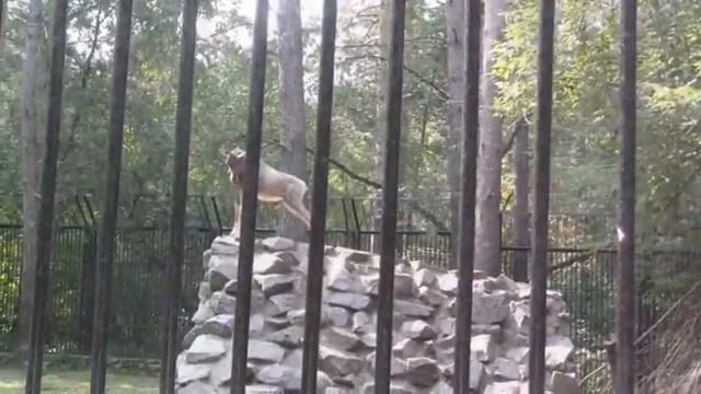 Новосибирск I Новосибирский зоопарк I Животные