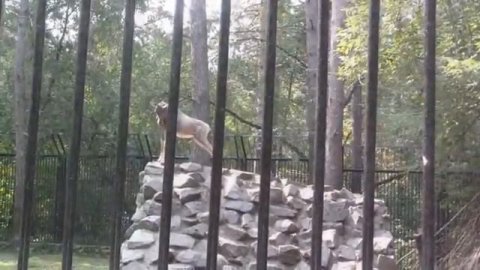 Новосибирск I Новосибирский зоопарк I Животные