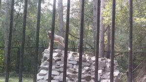 Новосибирск I Новосибирский зоопарк I Животные