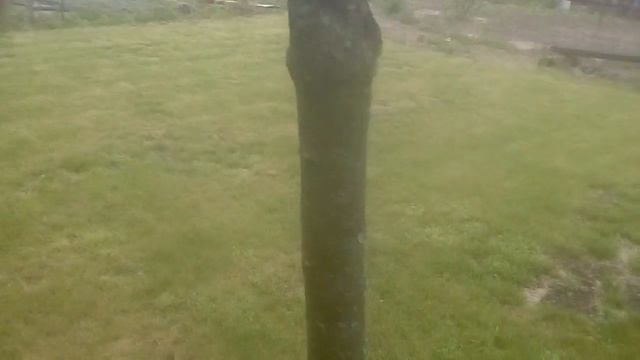 Как спасти миндаль смотреть онлайн