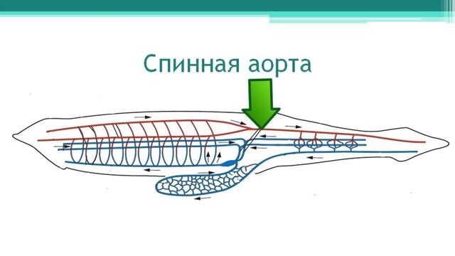 Ланцетник. Тип Хордовые. Часть 2. Онлайн подготовка к ЕГЭ по Биологии. смотреть онлайн