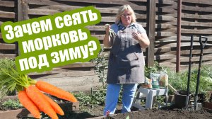 Морковь под зиму: все плюсы, минусы и особенности посева!