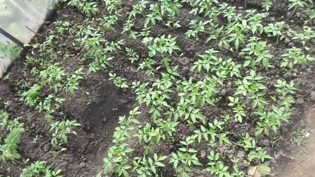 КАК ВЫГЛЯДИТ РАССАДА НА ПРОДАЖУ. Ольга Чернова. смотреть онлайн