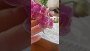 phalaenopsis Lianher Happy Star 566 pelorika ❤️