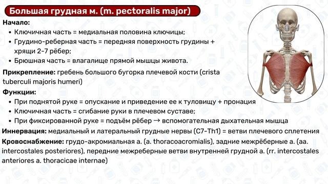 Поверхностные мышцы груди: прикрепление, функции / Анатомия 3D
