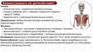 Поверхностные мышцы груди: прикрепление, функции / Анатомия 3D