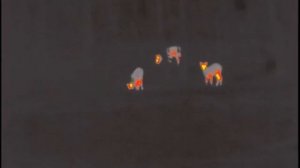 Косуля ночью в лесу / Снимаю тепловизором