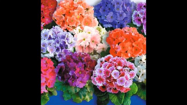 ПРИМУЛА,  или  ПЕРВОЦВЕТ  (PRIMULA)  сем. Первоцветные