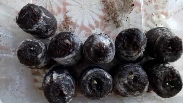 Очень простой способ как вырастить петунию .