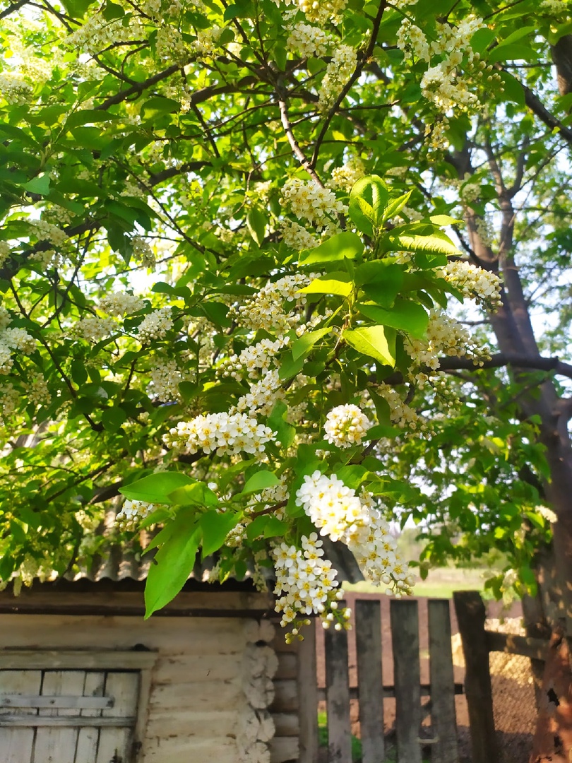 Под окном черемуха колышется автор. Черемуха куст. Черемуха под окном. Черемуха Цветущая у дома. Под окном черёмуха колышется.