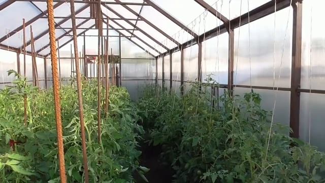КАК ПОЛИВАТЬ ТОМАТЫ В ТЕПЛИЦЕ? ПО-РАЗНОМУ! Ольга Чернова.