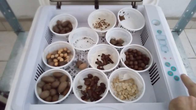 Проращивание семян в инкубаторе для яиц. Быстрое и эффективное проращивание растений.