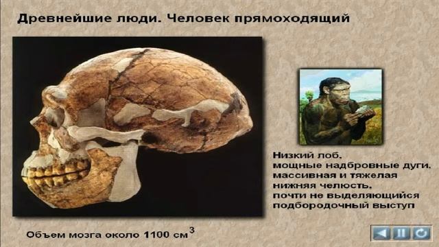 Древнейшие люди   Человек прямоходящий