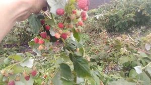 Ремонтантная малина Джоан Джей  в сентябре.