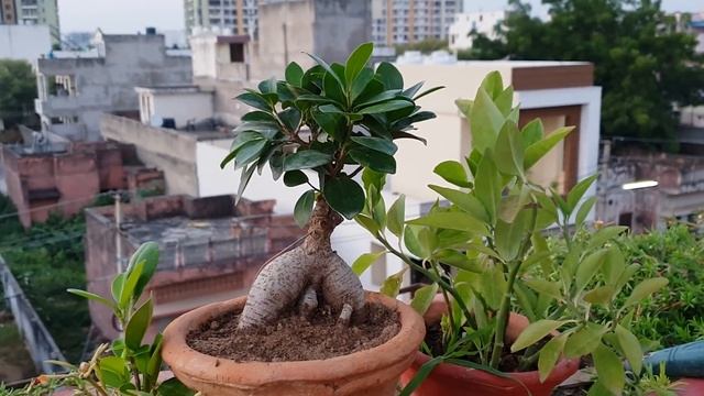 Care of Ginseng Ficus || Fun Gardening смотреть онлайн
