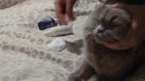 Как протереть глаза и уши кошке