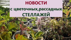 Новости с рассадных стеллажей. Обзор черенков и цветов. Как зимуют фуксии и пеларгонии.