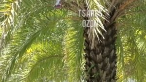 Квадрокоптер Z10 Smart для начинающих и детей