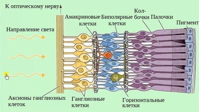 Строение и функции органа зрения  Зрительный анализатор