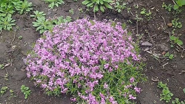 Весеннее чудо: зацвела сирень! Ароматная сирень зацвела Делаем букет смотреть онлайн
