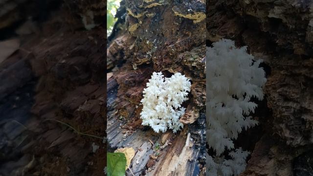 гриб ежовик коралловидный смотреть онлайн