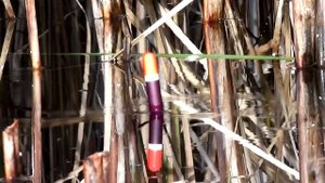 Ловля карася на ПОПЛАВОК в камыше поздней осенью