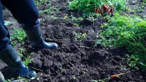 КУПИЛ 2 ДОМА В ДЕРЕВНЕ | КАТЯ РАЗБОЛЕЛАСЬ | ЗАЧЕМ НАМ ТЕПЛИЦА ЗИМОЙ ? | КТО СЪЕЛ ВСЮ МОРКОВЬ?