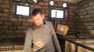 бройлеры КОБ - 500. 10 дней чем кормить и как содержать