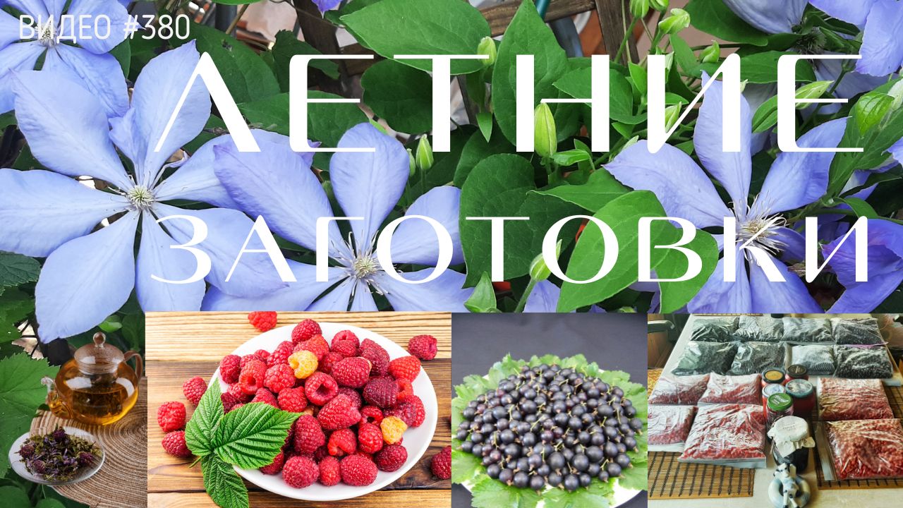 #380 ЛЕТНИЕ ЗАГОТОВКИ | запасаем витамины на зиму | травы | ягоды | размножаем смородину