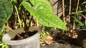 Anthurium radicans x luxurians (Hybrid)