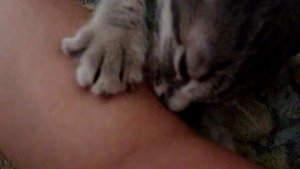 Котёнок сосёт руку