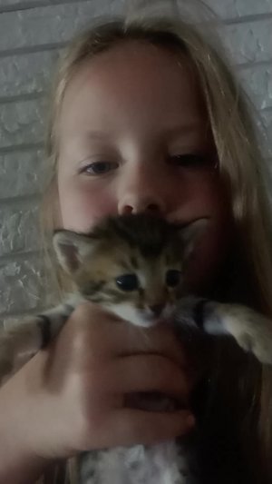 подпишитись котики