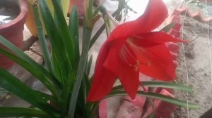 Amaryllis lilly plant care/How To Plant Amaryllis Bulbs And Care Instructions