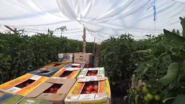 Проверенный гибрид в действии, новый рекорд урожайности