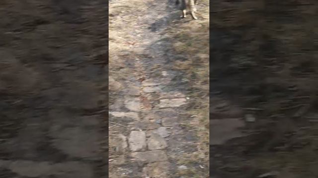 КОТЫ -СОСЕДИ ГРОМКО РАЗГОВАРИВАЮТ смотреть онлайн