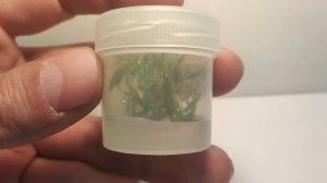 Живое аквариумное растение Криптокорина Парва меристемное