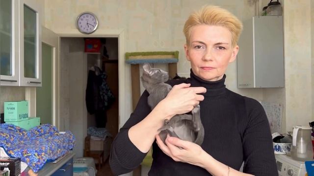 Ориентальная кошка Голубика