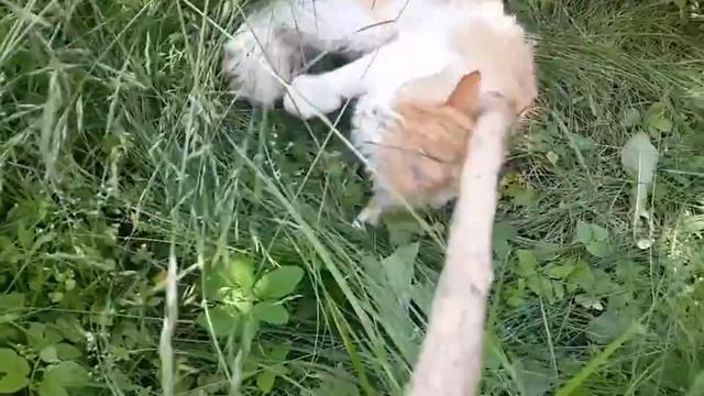 Смешное пробуждения кота. Прикол с кошкой. смотреть онлайн