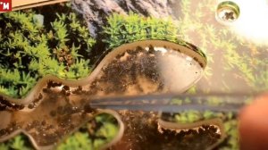 Обзор формикарий от AntPlanet. Плюсы и минусы.