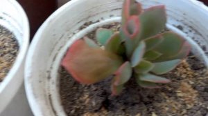 Echeveria Pink Trumpet!! Impresionante belleza!!♥