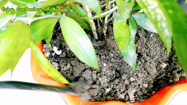 Dracaena Surculosa care and how to propagate golden draceana from cuttings смотреть онлайн