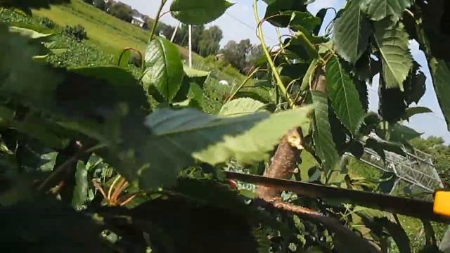 Формирование черешни (шаг 2) смотреть онлайн